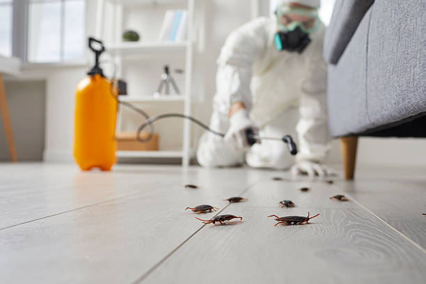 Commercial Kitchen Cockroach Control in Buffalo